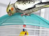 Sevgi arsızı sultan papağanı 