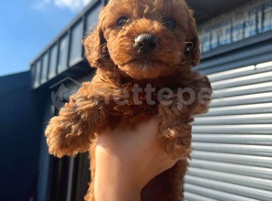 RED TOY POODLE YAVRULAR 
