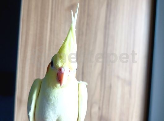 Yavru Sultan papağanı 