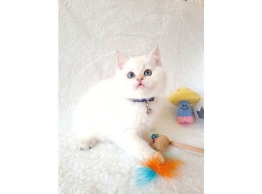 British Shorthair Golden Point Yavrular