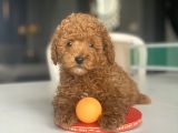 RED TOY POODLE YAVRULAR 