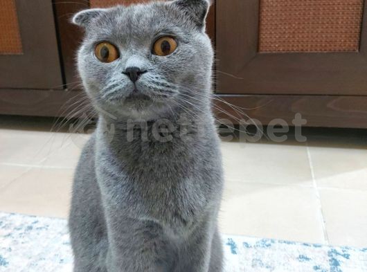 Gri Scottish Fold Yetişkin Kedi Acil