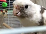 White Face Sultan Papağanı + Büyük Kafes 