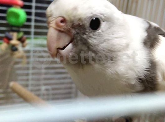 White Face Sultan Papağanı + Büyük Kafes 