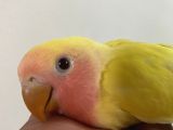 1.5 aylık yavru lutino sevda papağanı