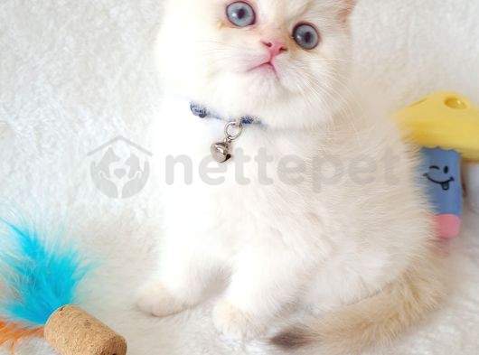 British Shorthair Ny12 33 Erkek 