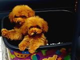 TİNYTOY POODLE 