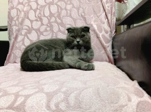 Gri scottish fold yetişkin kedi ACİL