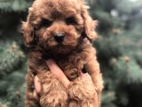 Tedyface Red Toy poodle