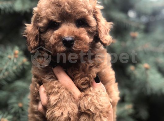 Tedyface Red Toy poodle