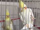 Damızlık sultan papağanları