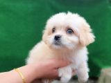En miniginden son bir terrier yavrum 