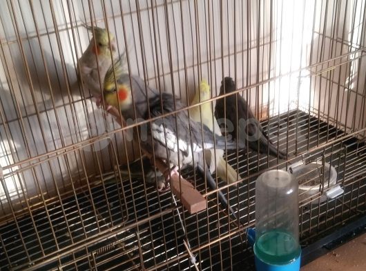 2-5 aylık lutino sultan papağanları