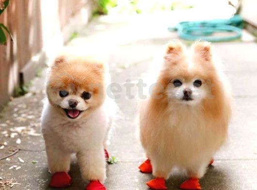 Yavru Patiler Farkı İle Pomeranian Bo Yavrularımız