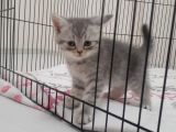 british shorthair erkek yavru kedi 45 günlük 