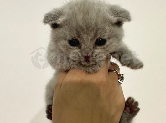 Scottish Fold Ve British Shorthair Cins Yavru Kediler Mevcuttur.