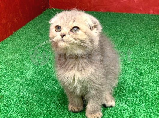 BEBEK SURATLI VE SIFIR KULAKLI SCOTTISH FOLD YAVRUMUZ