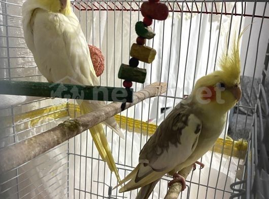 Çift Sultan Papağanı 