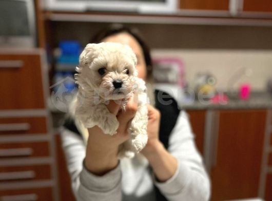 Tea Cup  Micro Erkek Toy Poodle