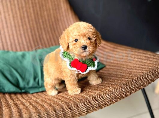 Mini Boy Poodle Bebeklerımız