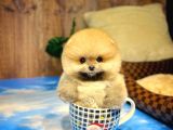 Ayı Surat Pomeranian Boo Yavrularımız