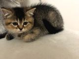 British shorthair dişi yavru kedi 