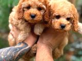 Orjinal FAWN Toy POODLE