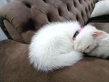 British longhair cins kedimiz 26 Eylül doğumlu 