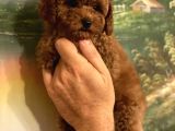Red Brown Toy Poodle Yavrular 