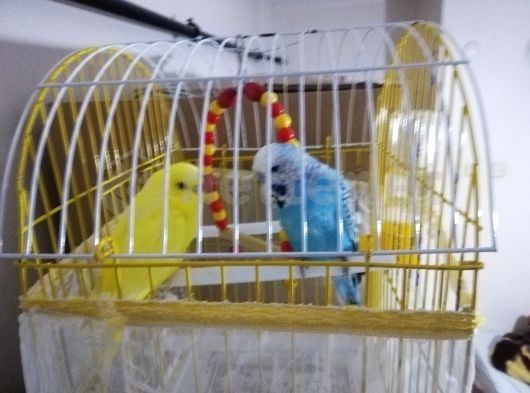 Muhabbet kuşu sarı ve mavi 