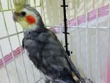 6 aylık erkek sultan papağanı 