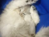 2 aylık yavru scottish fold silver kedi 2 bin tl 