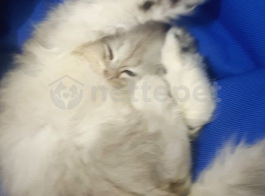 2 aylık yavru scottish fold silver kedi 2 bin tl 