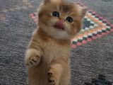 Ankara-İstabul arası biritsh golden kedi