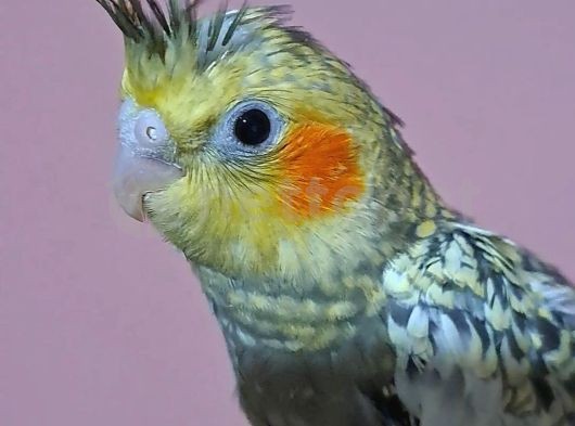 1 aylık Sultan Papağan Yavrusu