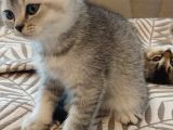 British shorthair yavru kedi 