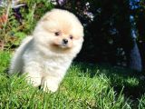 Minik Pomeranian Melekleri: Evlerinizi Aydınlatmaya Geliyorlar