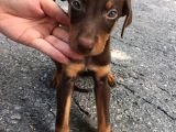 2 buçuk aylık dişi kızıl doberman 