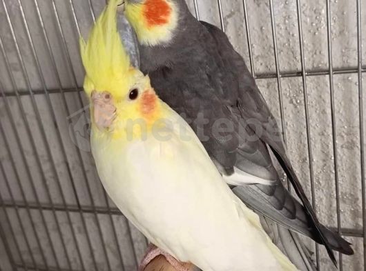 Damızlık çift sultan papağanı