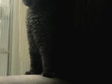 Çok Güzel British Shorthair Yavru Kedi