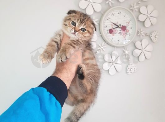 Scottish Fold Golden Tabyy Dışı 