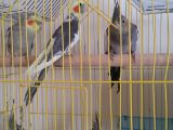2.5 aylık yavru erkek sultan papağanları