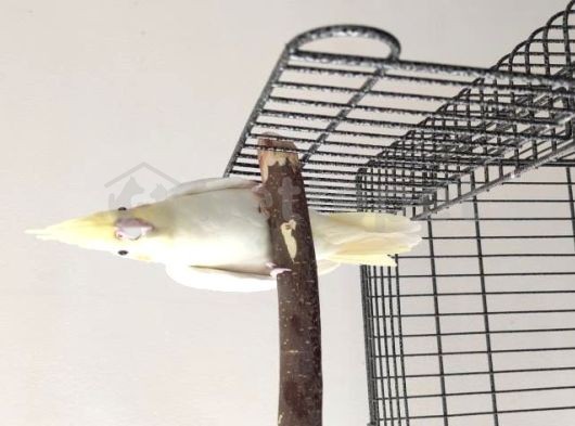 1.5 aylık sultan papağanı