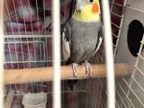 Erkek grey sultan papağanı