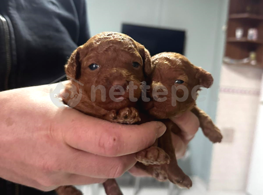 TOY POODLE RED BROWN