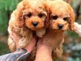 Fawn Toy Poodle