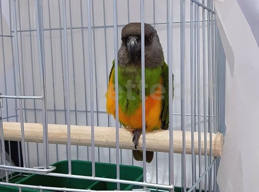 Senegal Papağanı 