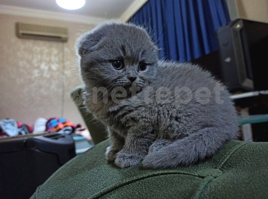 Top Kafa Scottish Fold Yavrularımız