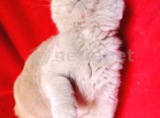 Scottish Fold Gri Renk Erkek Yavru 