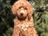 4 aylık Wc eğitimli Brown Dişi Toy Poodle